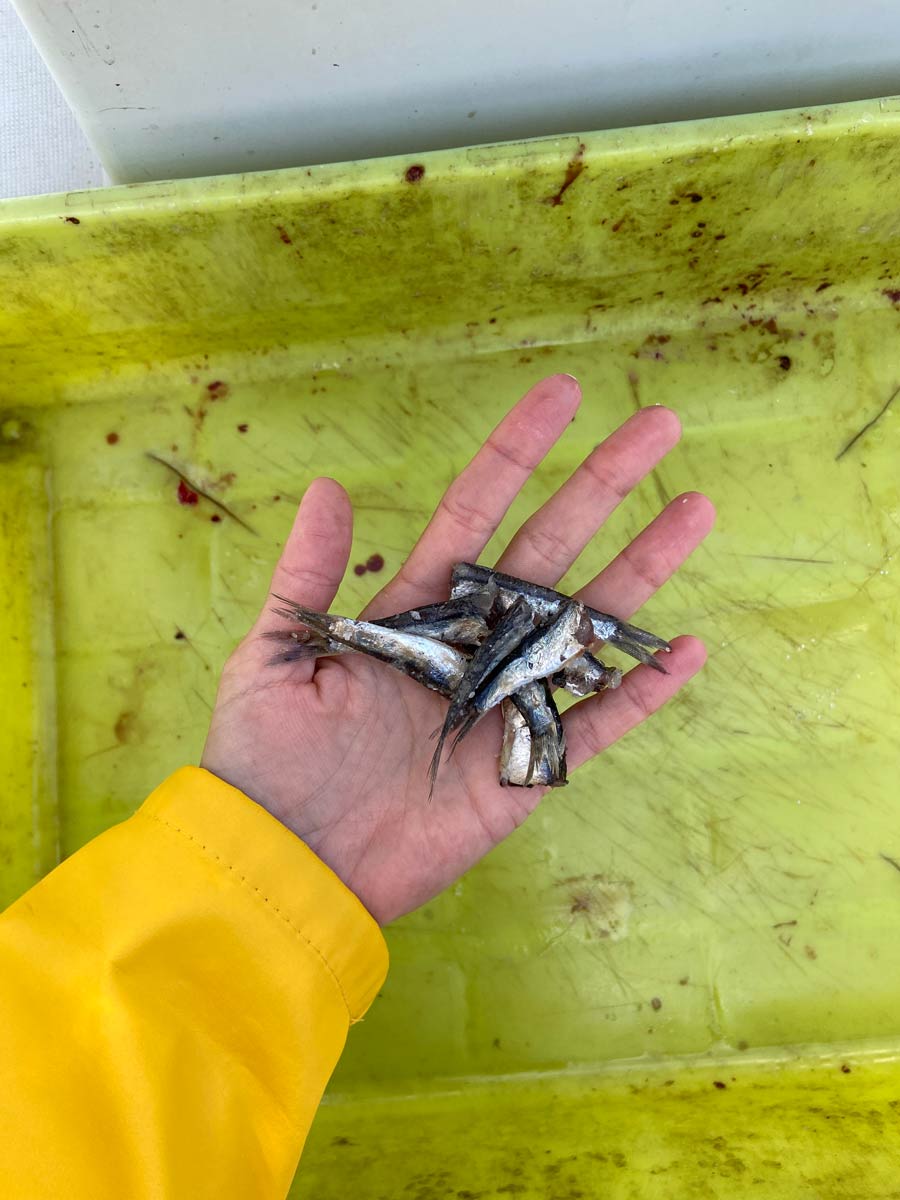 Ami du pecheur peche en mer saint gilles croix de vie en vendee7